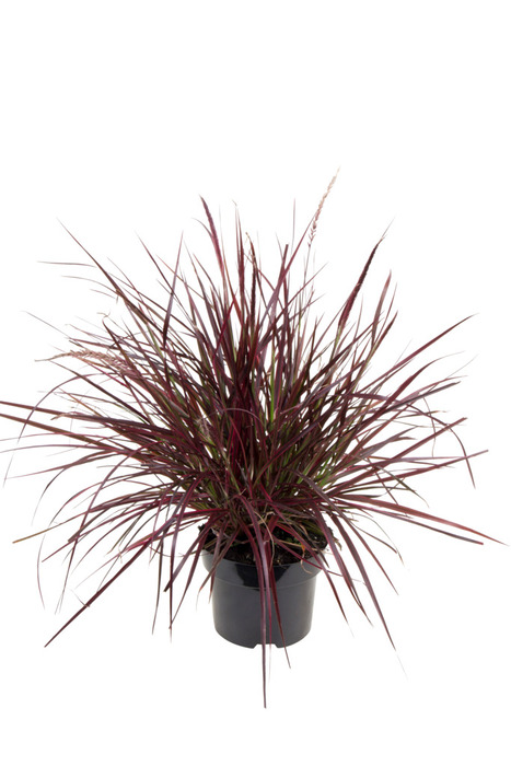 Lampepudsergræs 17 cm potte